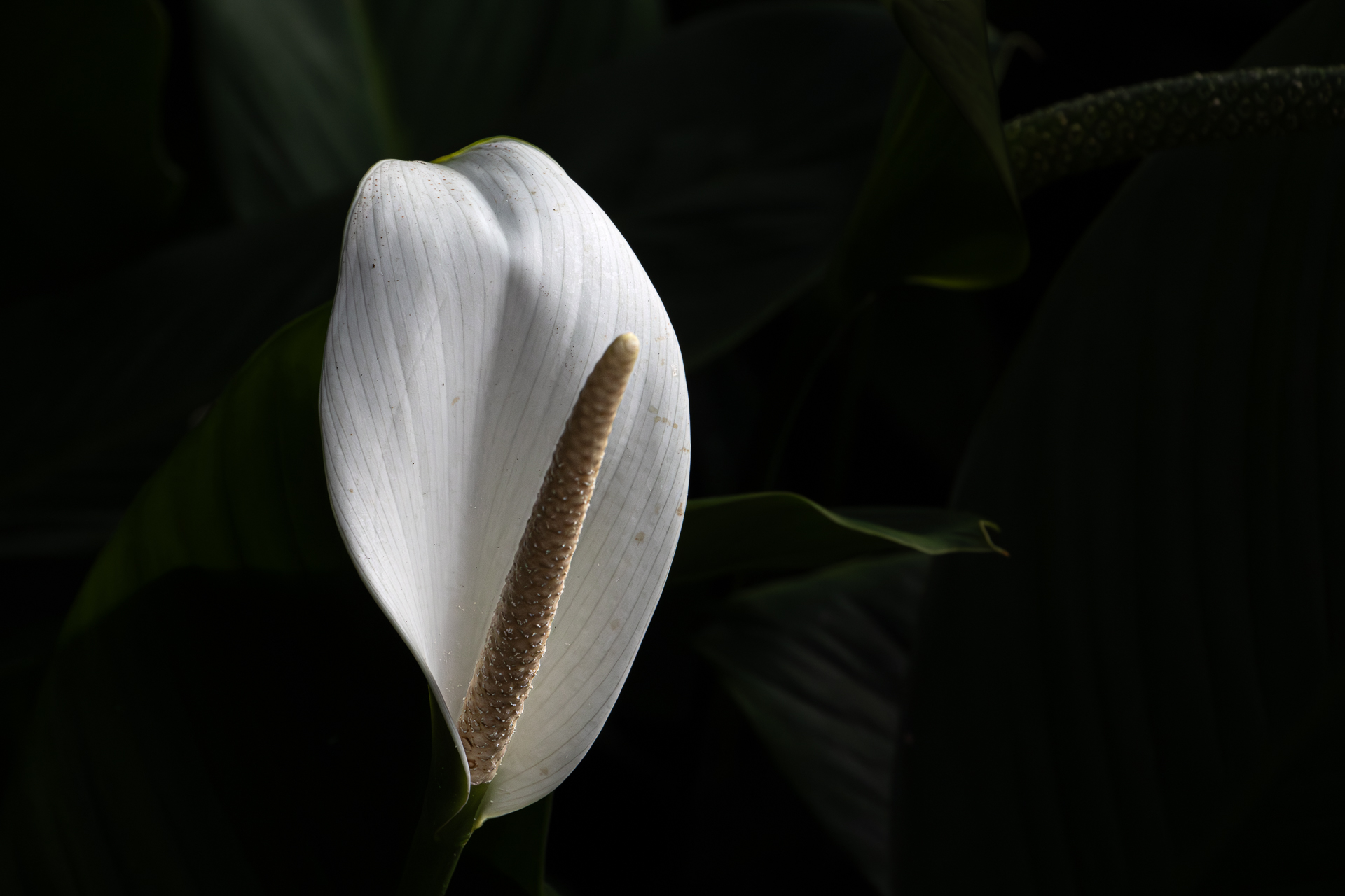 Sacred Bloom